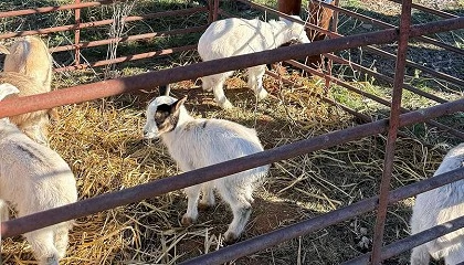 Foto de Pastoreo con cabras en parques naturales para evitar los incendios forestales