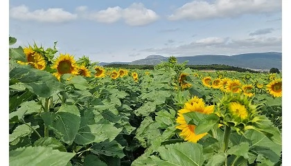 Foto de Corteva y bp unen fuerzas en la producci�n de materias primas para biocombustibles