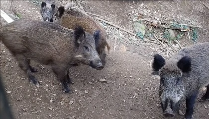Foto de La secuenciaci�n de las cepas con las que trabaja el IRTA-CReSA no coincide con la detectada en jabal�es