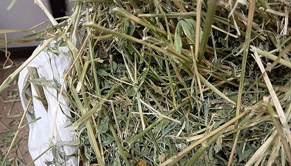 Foto de Importancia de la calidad de forrajes, henos y ensilados en la producci�n ovina