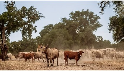 Foto de Companhia das Lez�rias conquista certifica��o �Pecu�ria Baixo Carbono�