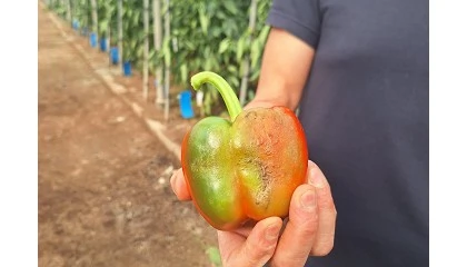 Photo de Stop al parvispinus: el sector hortofrut�cola activa un plan de medidas para controlar esta plaga