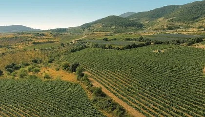 Foto de Parrel y Gonfaus: el renacimiento varietal aragon�s