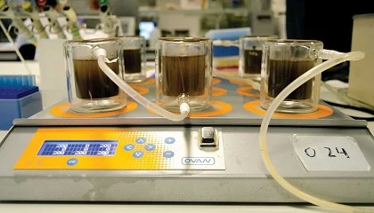 Foto de Las v�sceras de pescado, un aliado inesperado para limpiar y nutrir