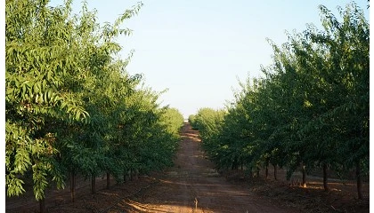 Foto de De Prado y DCOOP certifican la producción de almendra en más de 2.000 hectáreas
