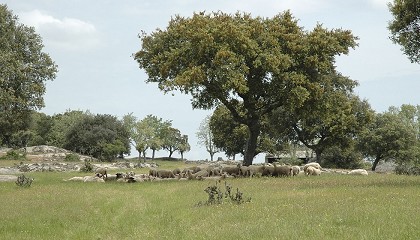 Foto de Un estudio cient�fico alerta de los riegos reales de la �despoblaci�n� ganadera