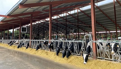 Foto de El pienso para vacas de leche finaliza el a�o con el precio m�s barato del �ltimo lustro