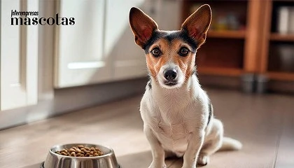 Foto de La cuesta de enero tambi�n afecta a los animales de compa��a: c�mo cuidar de su bienestar sin gastar de m�s