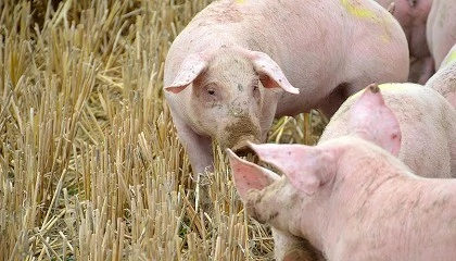 Photo de P�rdidas de 153 millones de euros en el sector por la peste porcina africana