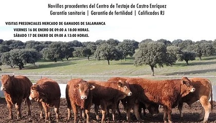 Foto de Salamanca acoger� una subasta de sementales de raza Limusina de Castro Enr�quez