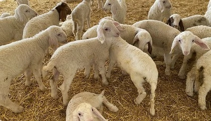 Foto de Dec�logo para obtener mejores resultados en lactancia artificial y el destete en corderas