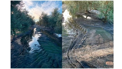 Foto de El retraso de la recolecci�n en C�rdoba rebaja la producci�n de aceite de la provincia