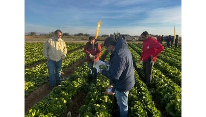 Foto de Nunhems ampl�a su portfolio de iceberg y romana para invierno con un plus de rusticidad y resistencias