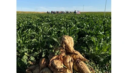 Foto de De la recuperación productiva a la nueva siembra: arranca una nueva campaña de remolacha azucarera con perspectivas positivas