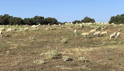 Foto de Un ambicioso proyecto busca la adaptaci�n de la ganader�a al cambio clim�tico