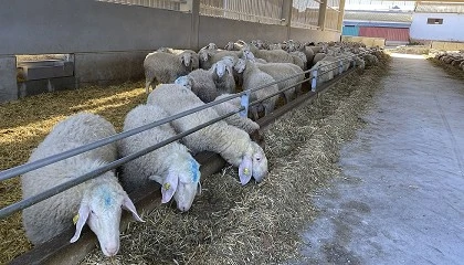 Foto de Descensos anuales del 5,5% en el pienso de ovejas de leche y del 7,5% en el cebo de corderos