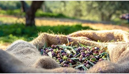 Foto de La producci�n acumulada de aceite de oliva espa�ol alcanza las 716.371,92 toneladas