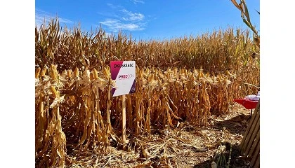 Foto de La nueva generaci�n de h�bridos de ma�z reduce el impacto ambiental del cultivo y abre nuevos mercados