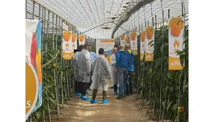 Foto de Arkos F1 y Salonikas F1 �aguantan� hasta enero con la mayor calidad de fruto