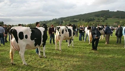 Foto de Galicia convoca ayudas para fomentar cert�menes de ganado bovino selecto