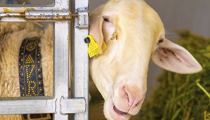 Foto de La leche de la DOP Queso Manchego empieza a recuperar valor con una subida del 10,8%