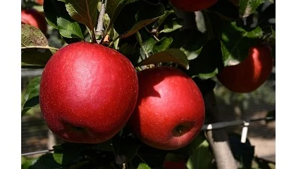 Foto de Los manzanos STELLAR ganan la plata en los premios a la innovaci�n SIVAL
