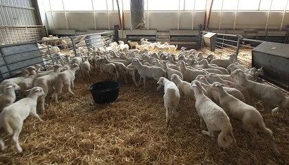 Foto de Convocada una propuesta en Ciudad Real el 22 de enero por la gesti�n de la lengua azul