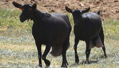 Foto de Caprigran obtiene la autorizaci�n para realizar controles lecheros oficiales en Murcia