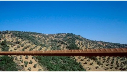 Foto de Los olivareros de Adamuz ayudan a las v�ctimas del accidente de tren