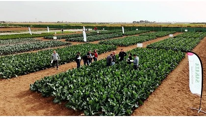 Foto de Sakata presentar� 16 variedades de br�sicas en sus 'Winter Days' del 20 al 22 de enero