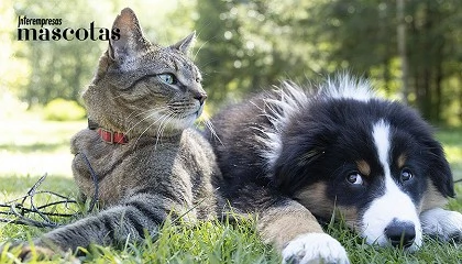 Foto de Las nuevas Espumas de Tratamiento PSH: las aliadas imprescindibles para las pieles m�s exigentes de perros y gatos