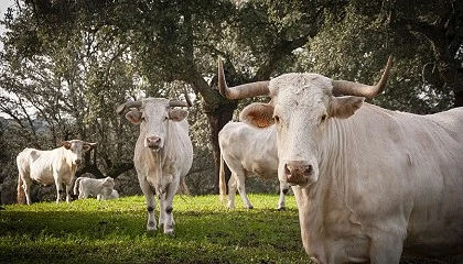 Foto de Nuevas l�neas de colaboraci�n para la conservaci�n de la raza aut�ctona Blanca Cacere�a