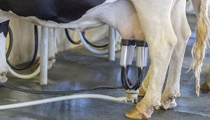 Foto de Publicada la versi�n actualizada del programa de cr�a de la raza bovina Frisona