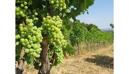 Foto de Comunitat Valenciana solicita ayudas para cosecha en verde de vi�edo de vinificaci�n