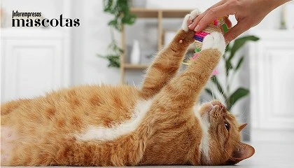 Foto de El juego, una necesidad clave para la salud f�sica y emocional de los gatos