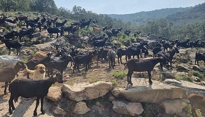 Foto de Efectos de la eprinomectina inyectable en el crecimiento de los cabritos