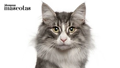 Foto de M�s gatos y menos perros en los hogares catalanes