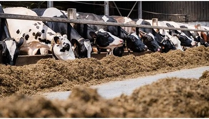 Foto de Duynie, especialista en pulpa prensada de remolacha para alimentaci�n animal