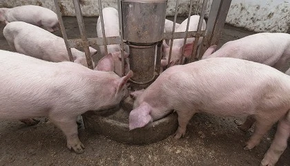 Foto de Alivio para las granjas: reducci�n de los costes de alimentaci�n en el porcino blanco
