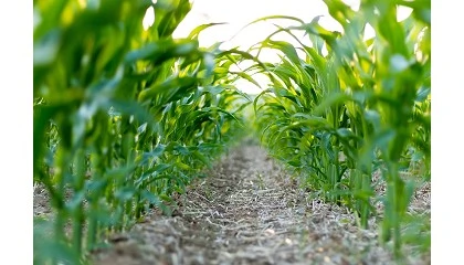 Foto de La UPC crea una aplicación que permite conocer el CO2 que absorben las fincas agrícolas