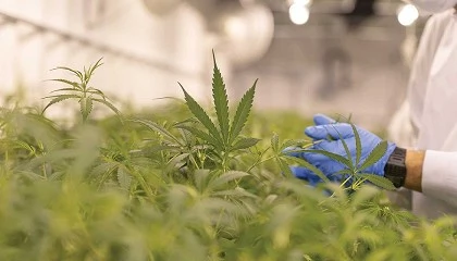 Photo de Del cultivo dom�stico al autoconsumo responsable: claves t�cnicas que explican la profesionalizaci�n del cannabis