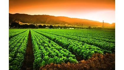 Foto de Nuevos avances en la evaluaci�n del impacto de la sequ�a y las necesidades de riego en agricultura