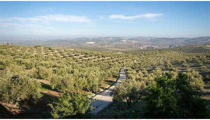 Foto de Hidroinfiltrador: una nueva estrategia para el olivar mediterráneo