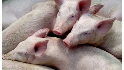 Foto de Lonja Agropecuaria de Segovia - Cotizaciones de Ovino y Porcino (Semana 4, 22/1/2026)