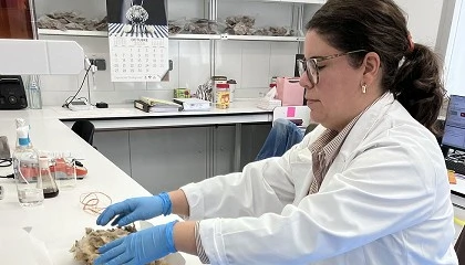 Foto de Aprovechamiento de la lana de baja calidad en producto de alto valor a�adido