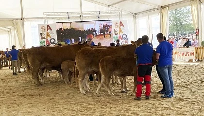 Foto de �xito hist�rico de asistencia y compradores en la subasta de Limus�n de Salamanca en enero