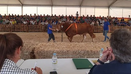Foto de Aprobado el Calendario Oficial de Cert�menes Ganaderos para el ejercicio 2026