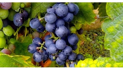 Foto de Castilla y León autoriza 4 nuevas variedades de uva resistentes a mildiu y oídio