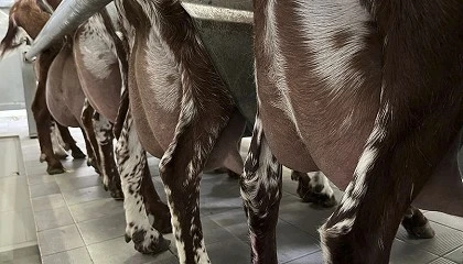 Foto de Acriflor podr� extender el programa de mejora a las ganader�as de raza Florida de Murcia