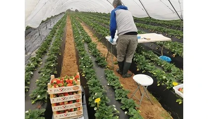 Foto de Un sistema combinado de nutrici�n foliar logra incrementar hasta un 21,6% la producci�n de fresa